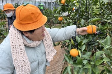 주간활동서비스 활동 천혜향, 레드향, 한라봉 수확 체험! 게시물 첨부 이미지